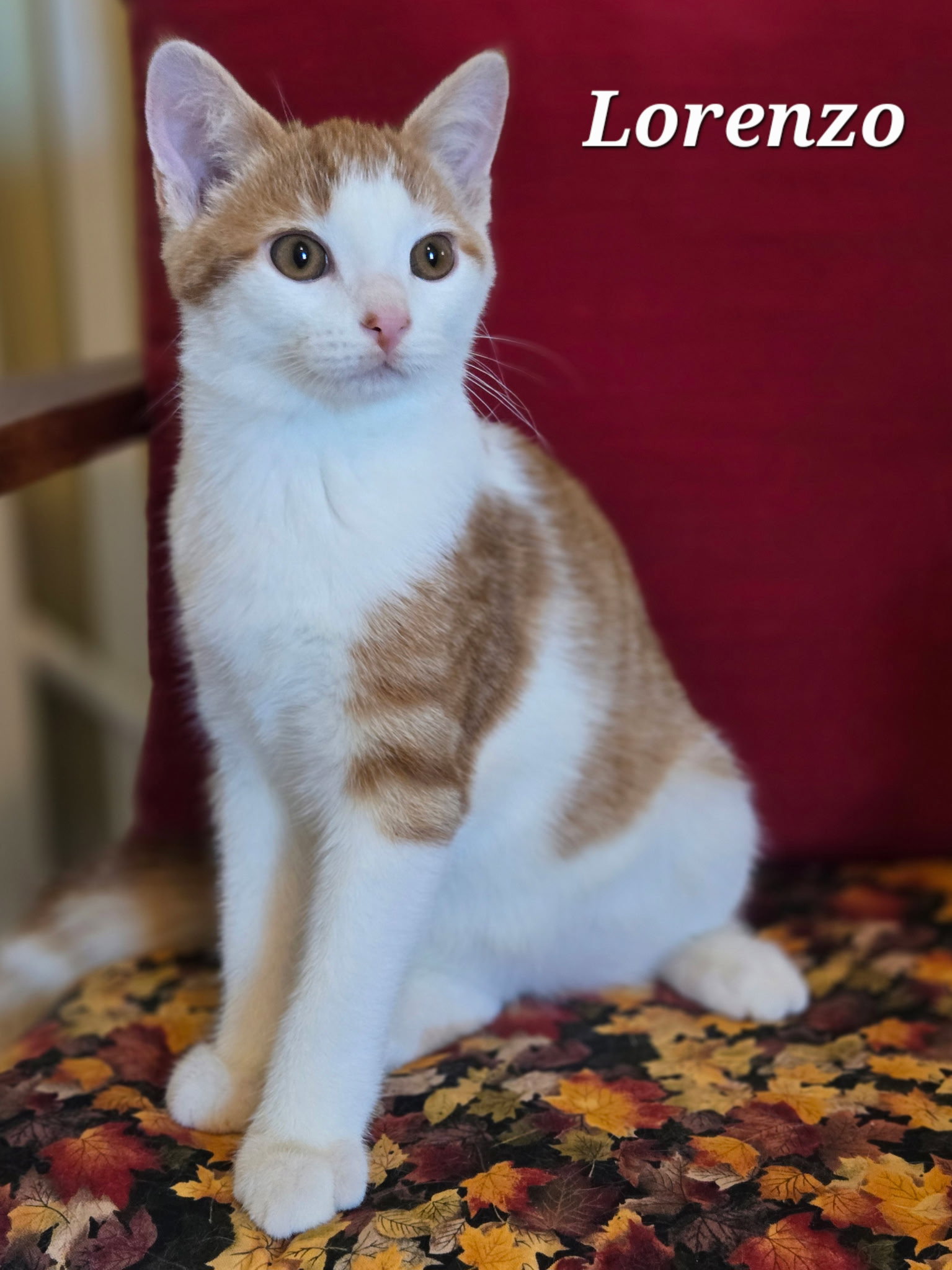 Lorenzo, Domestic Short Hair