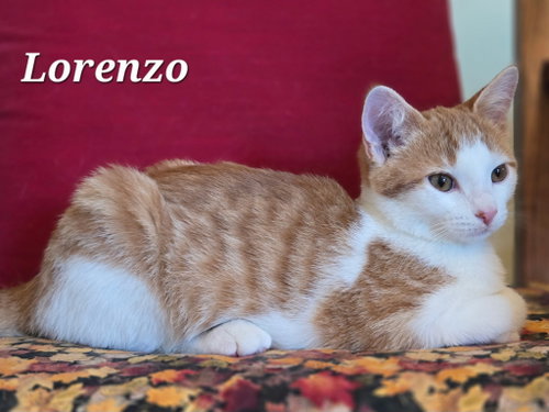 Photo 3 of Lorenzo