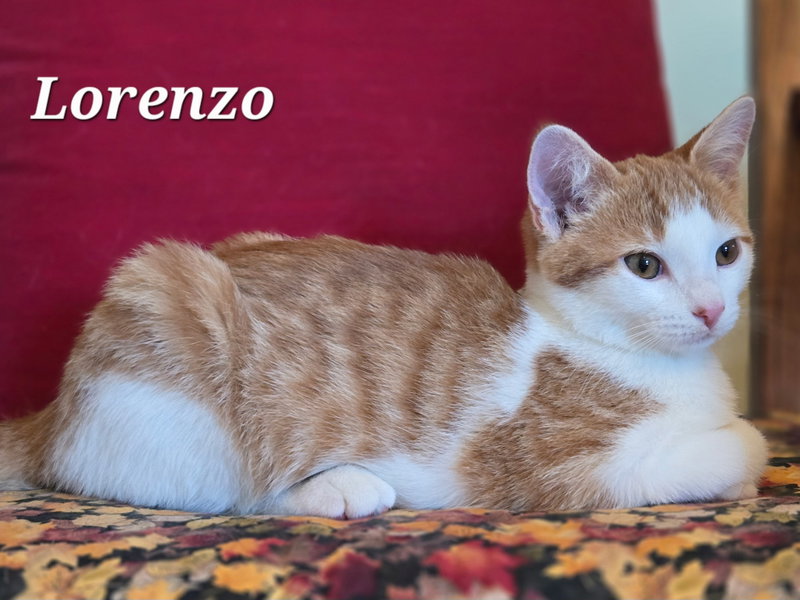 Lorenzo, photo 3