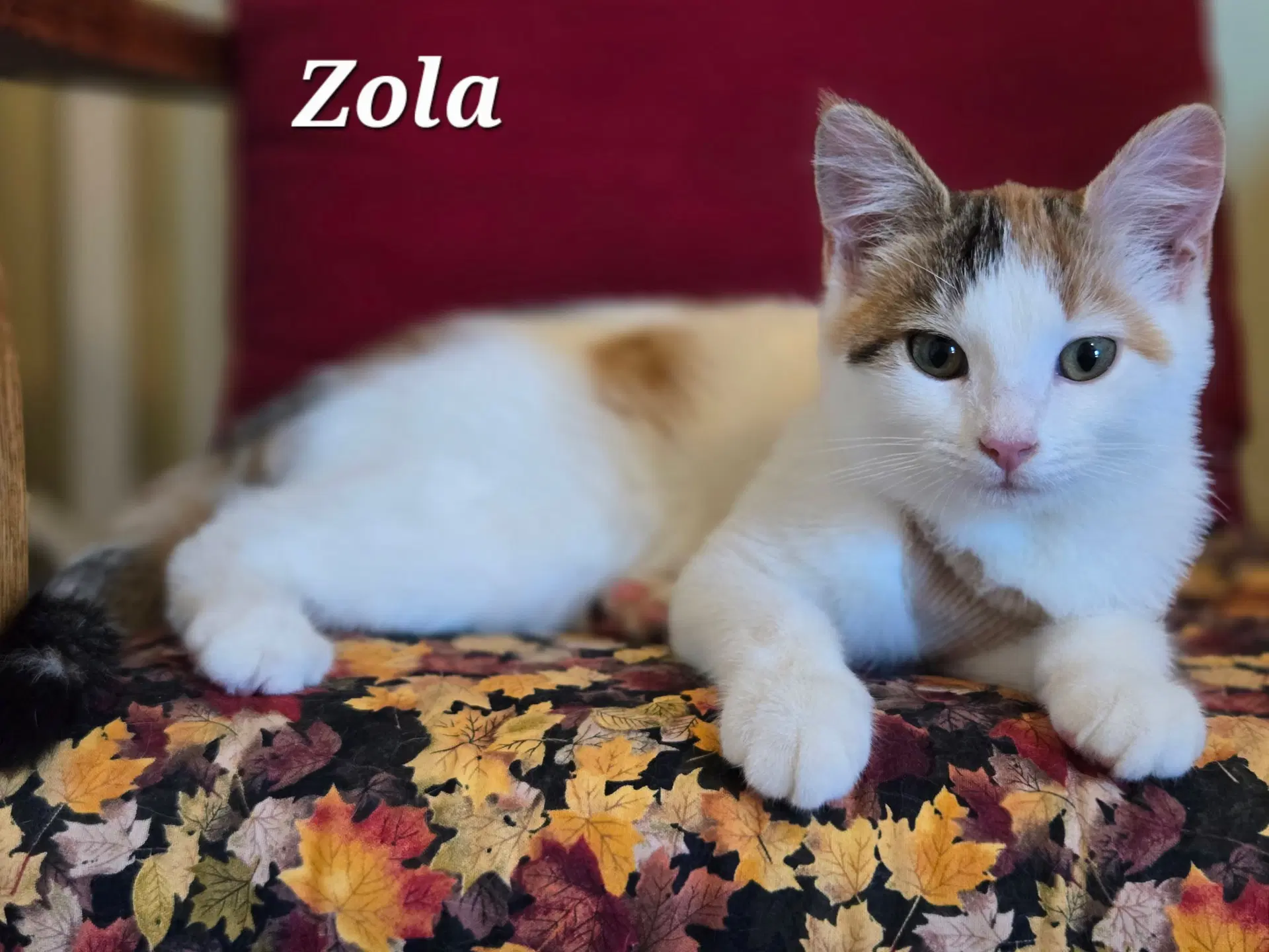 Zola - Domestic Short Hair