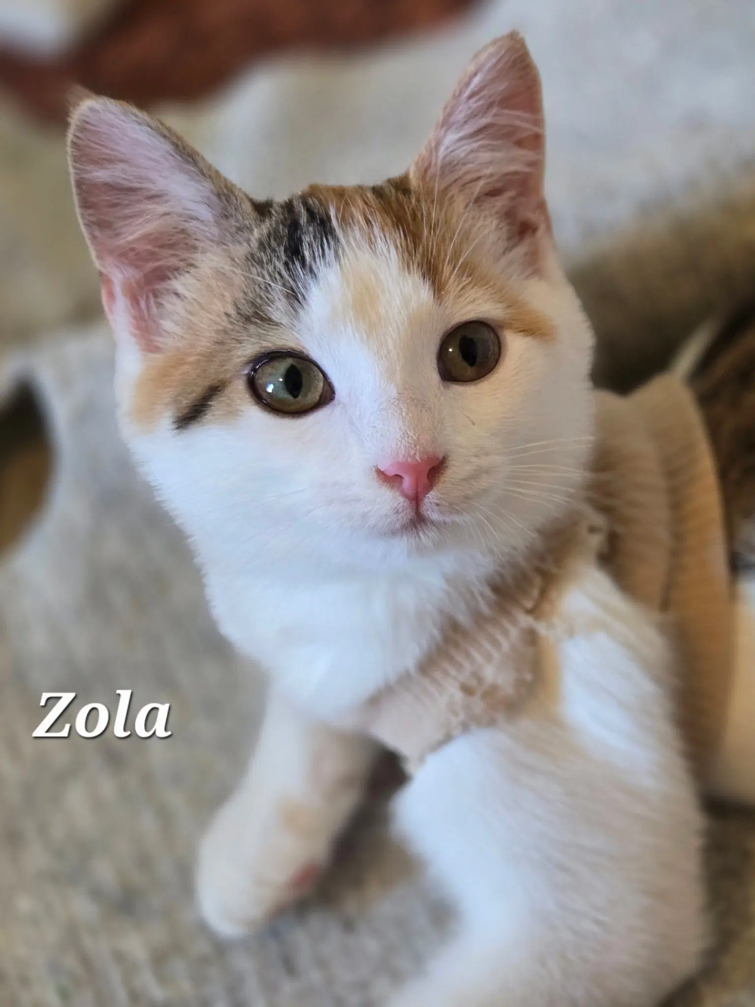 Zola image 2