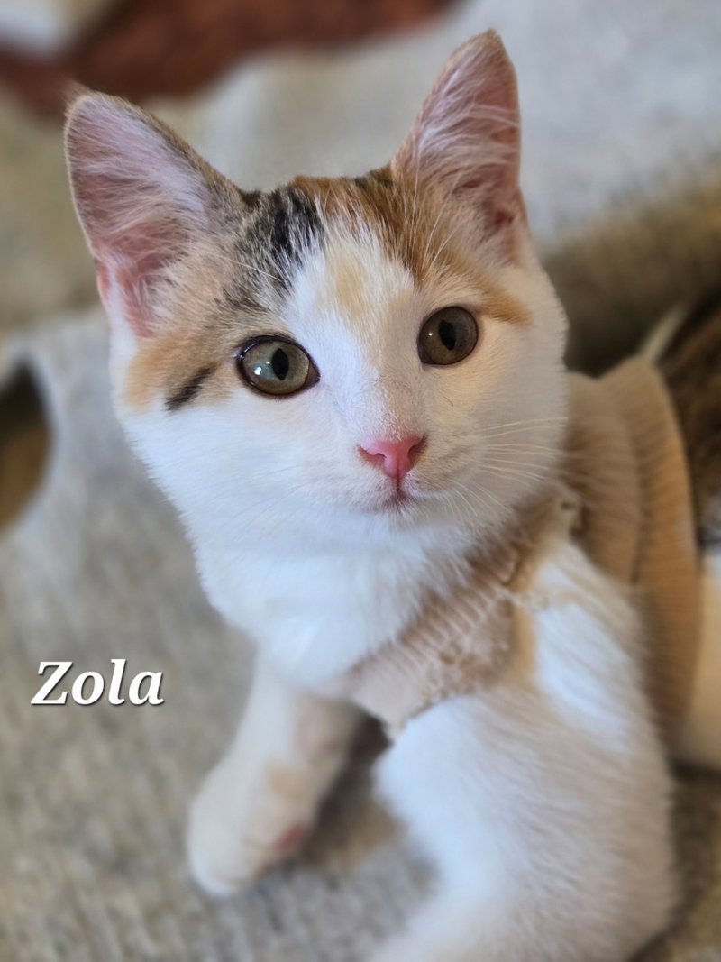 Zola, photo 2