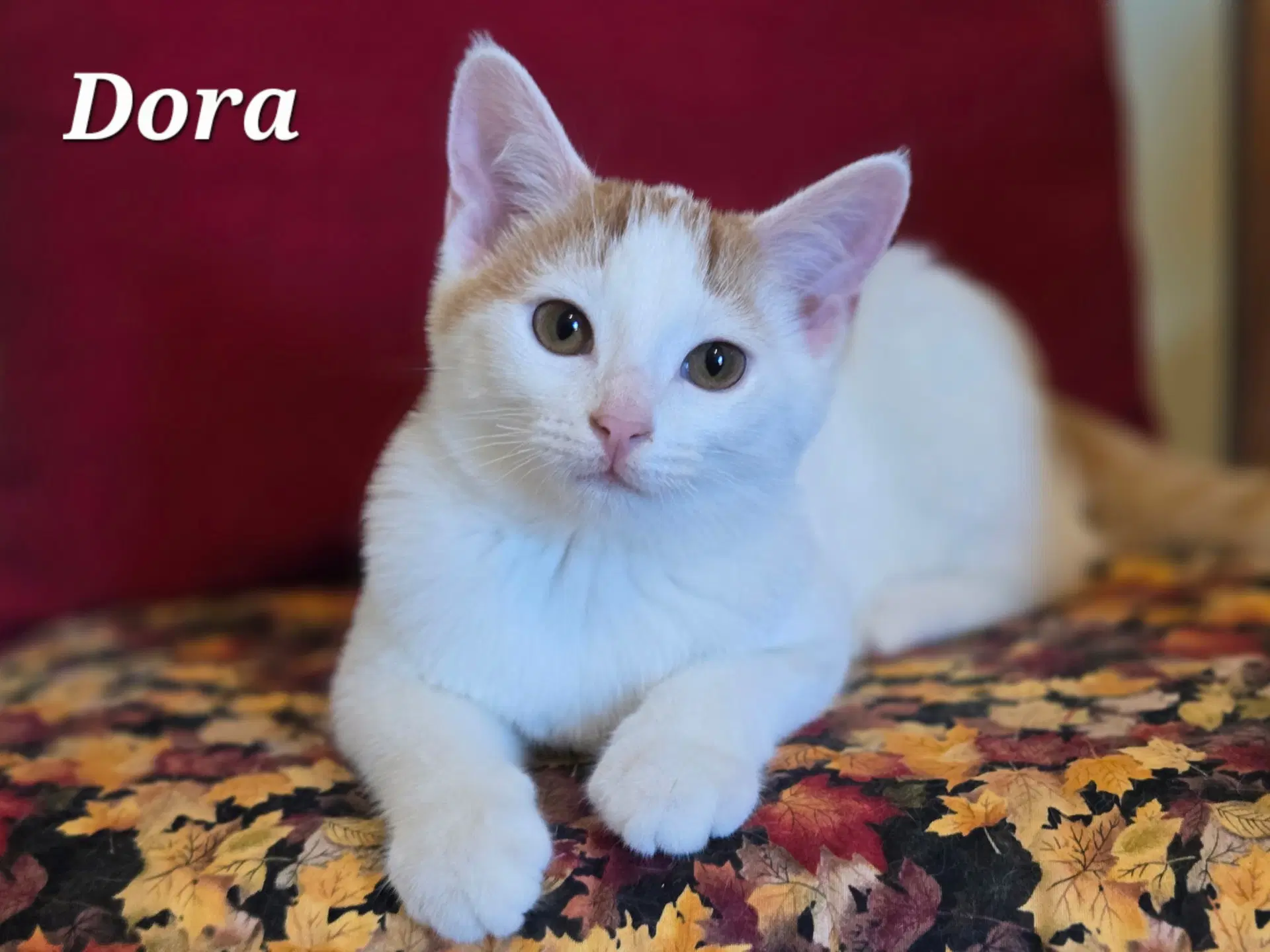 Dora - Domestic Short Hair