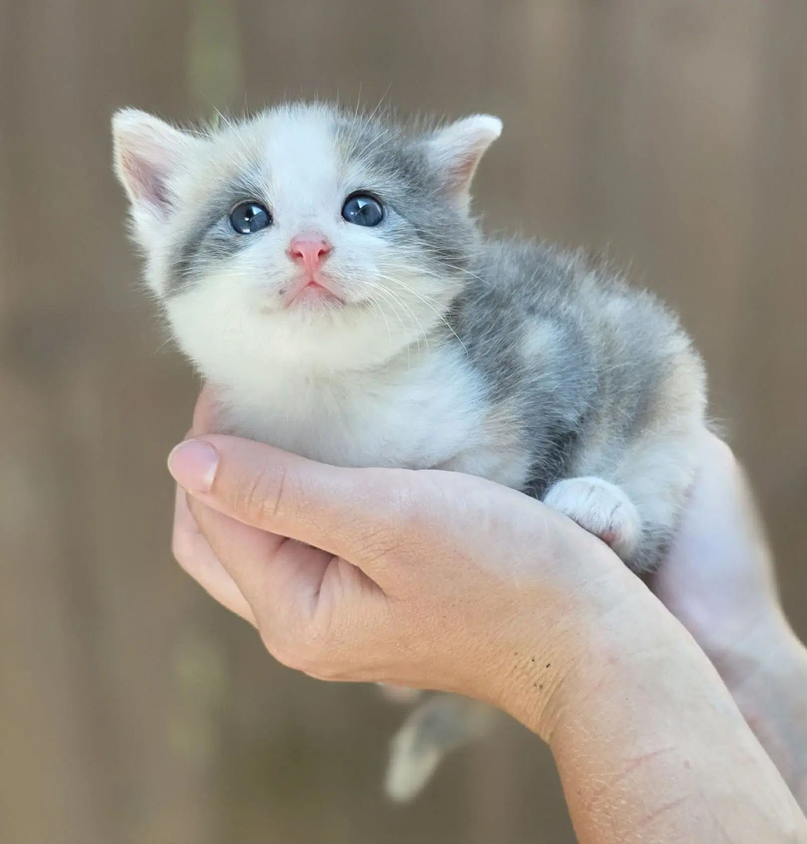Farrah - Dilute Calico