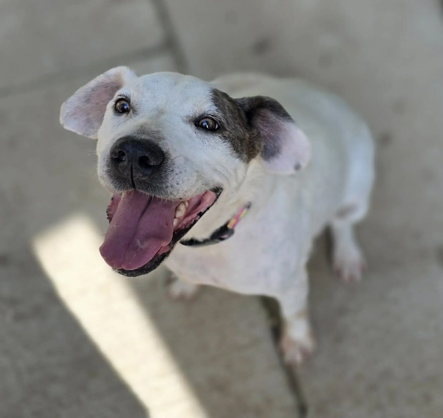 Shay - Pit Bull Terrier