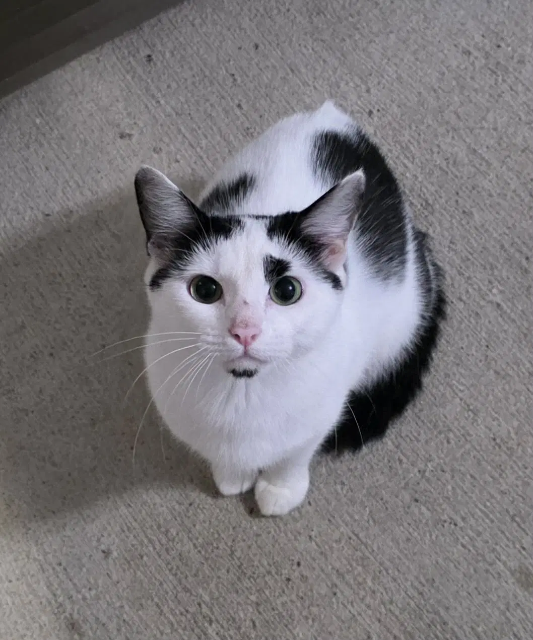 Vivian - Domestic Short Hair