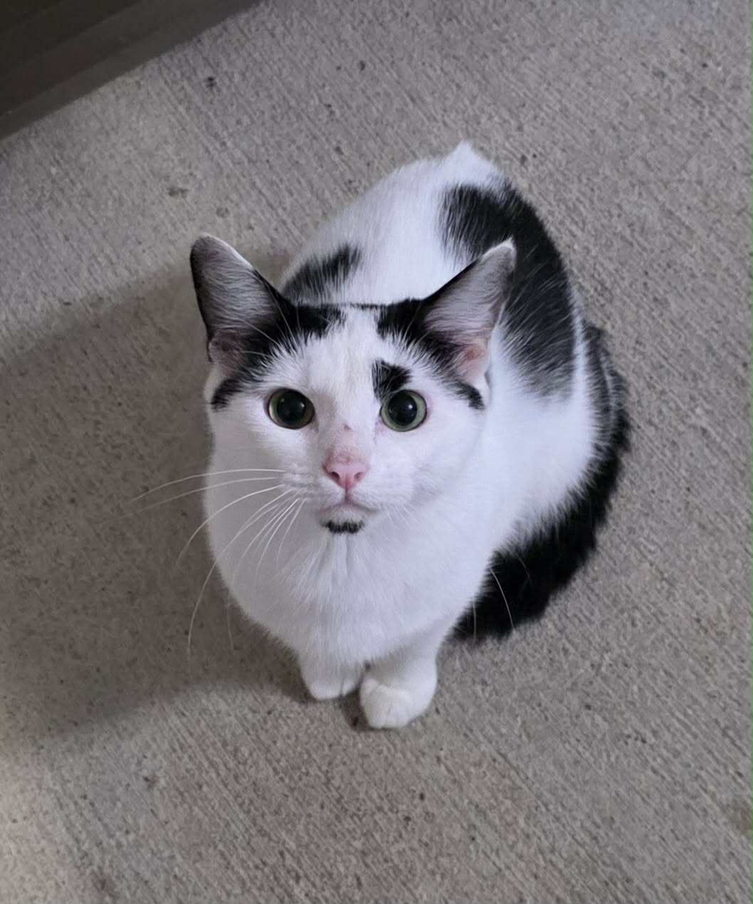 Vivian