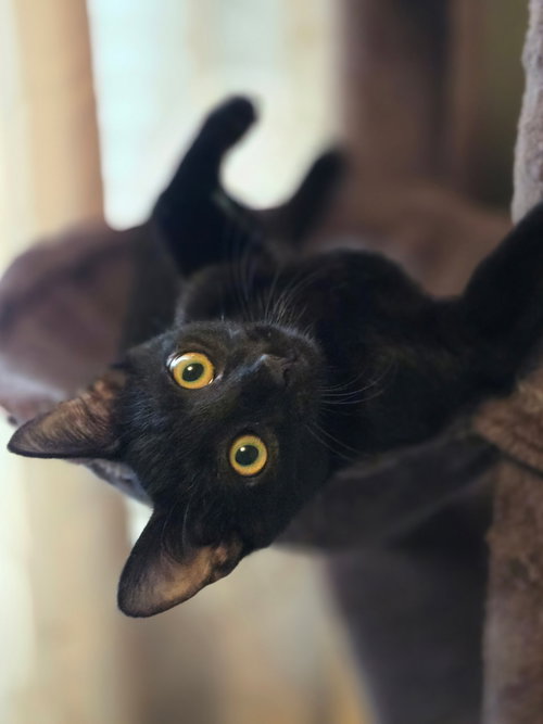 Xander, a cat for adoption from Crossed Paws Animal Shelter