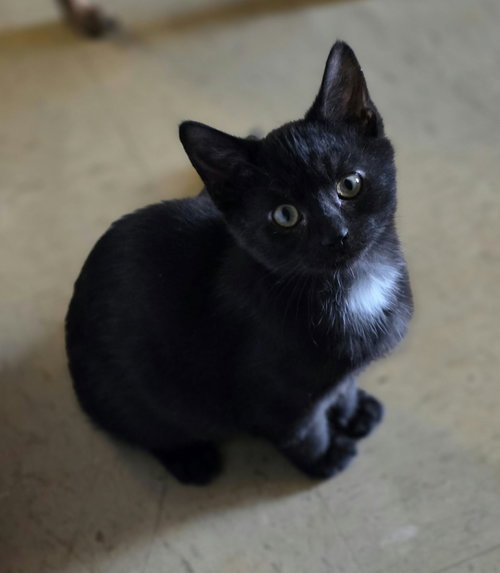 Photo 5 of Black Bean