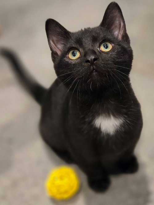 Black Bean, a cat for adoption from Crossed Paws Animal Shelter