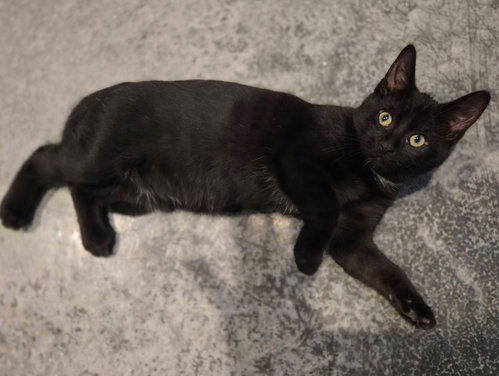 Photo 2 of Black Bean