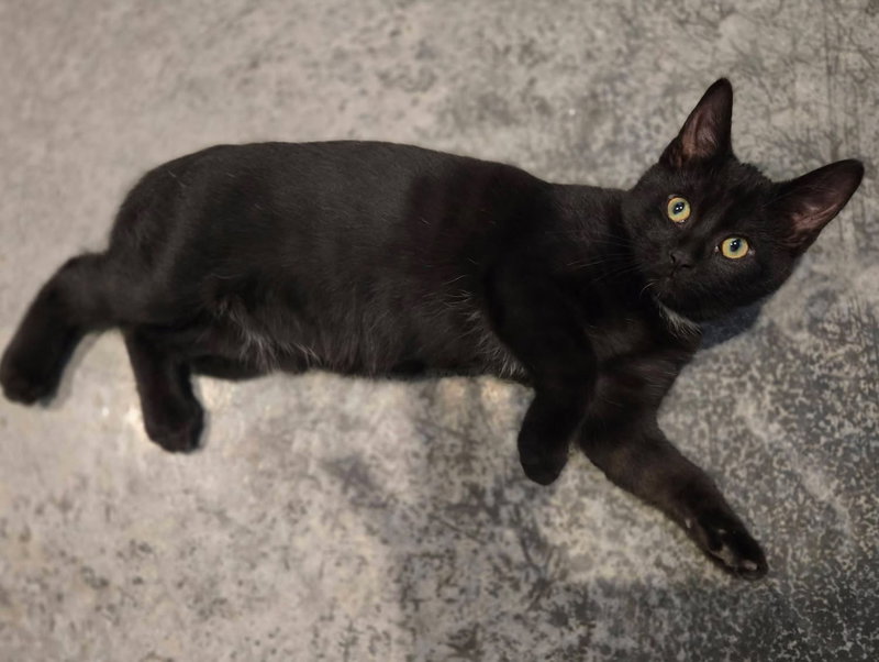 Black Bean, photo 2