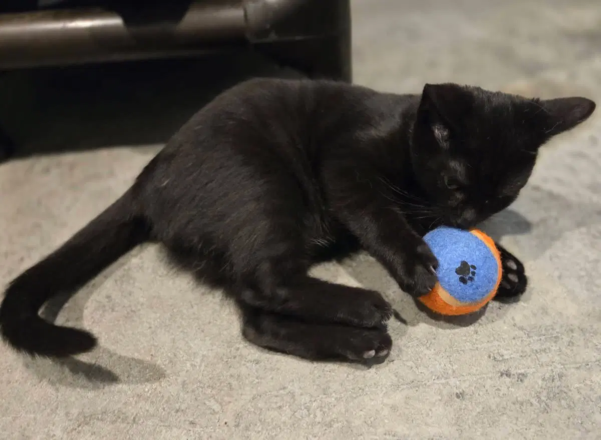 Black Bean image 3