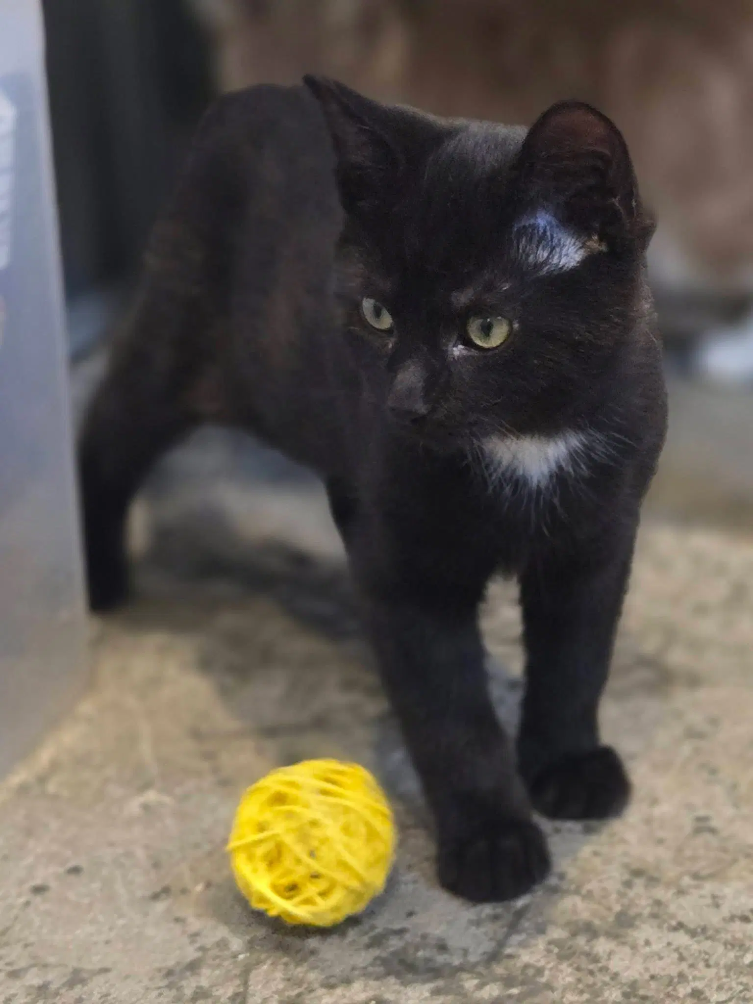 Black Bean image 4