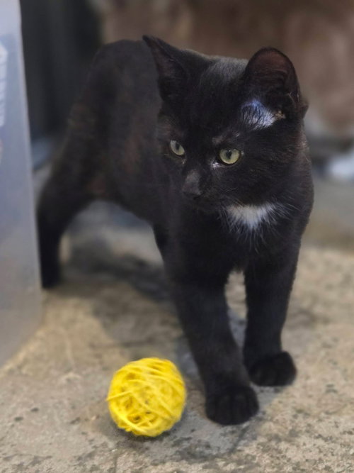Photo 4 of Black Bean