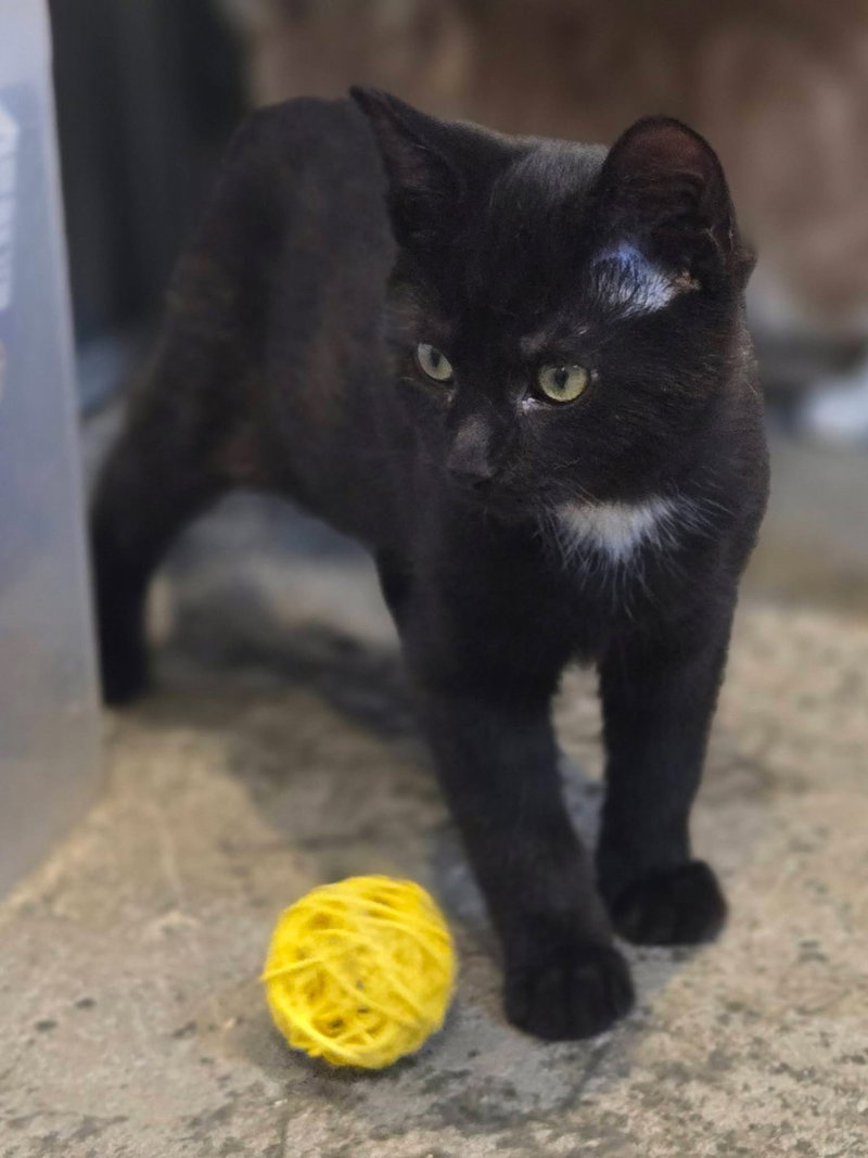 Black Bean, photo 4