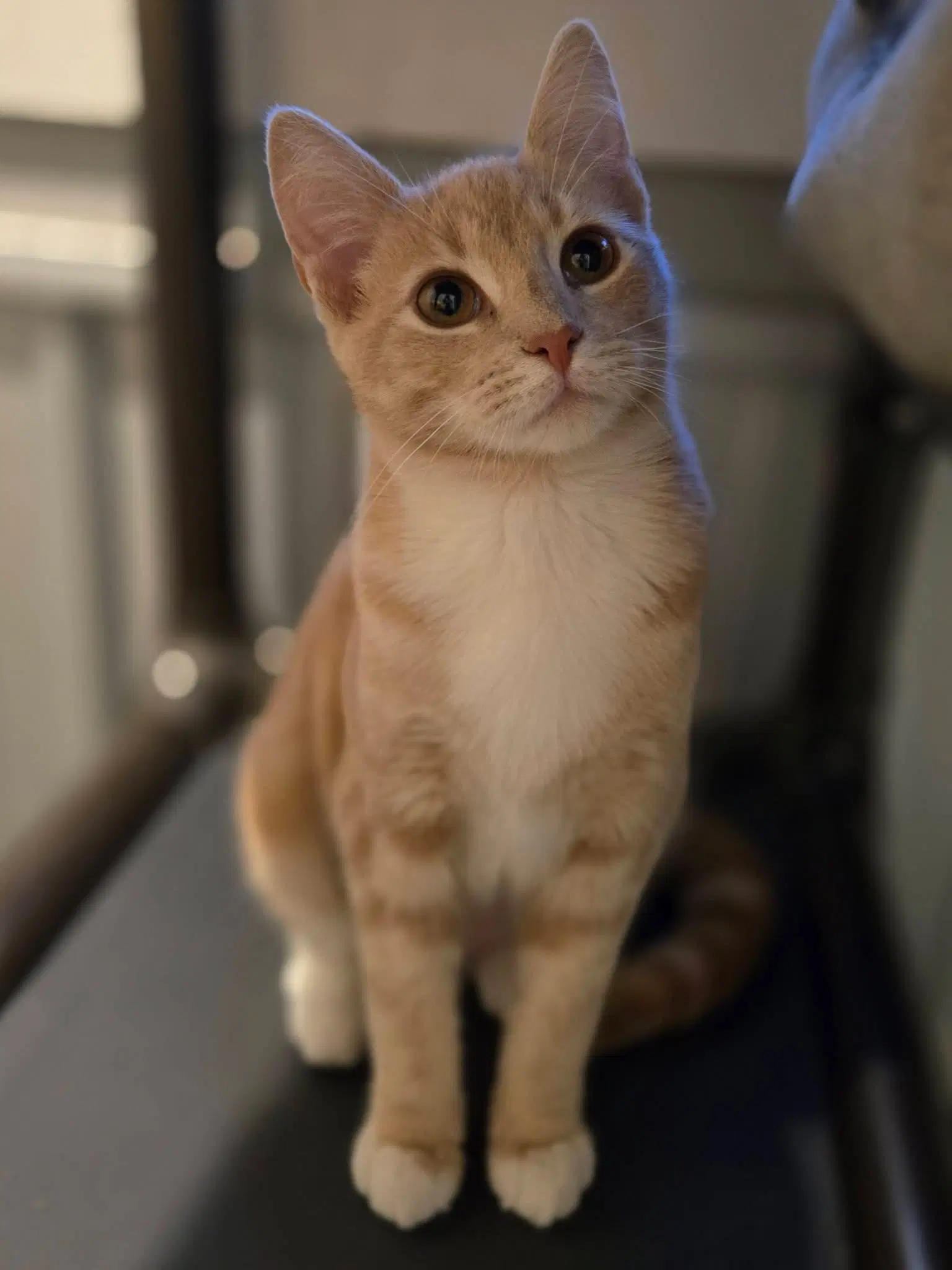Lillian - Domestic Short Hair