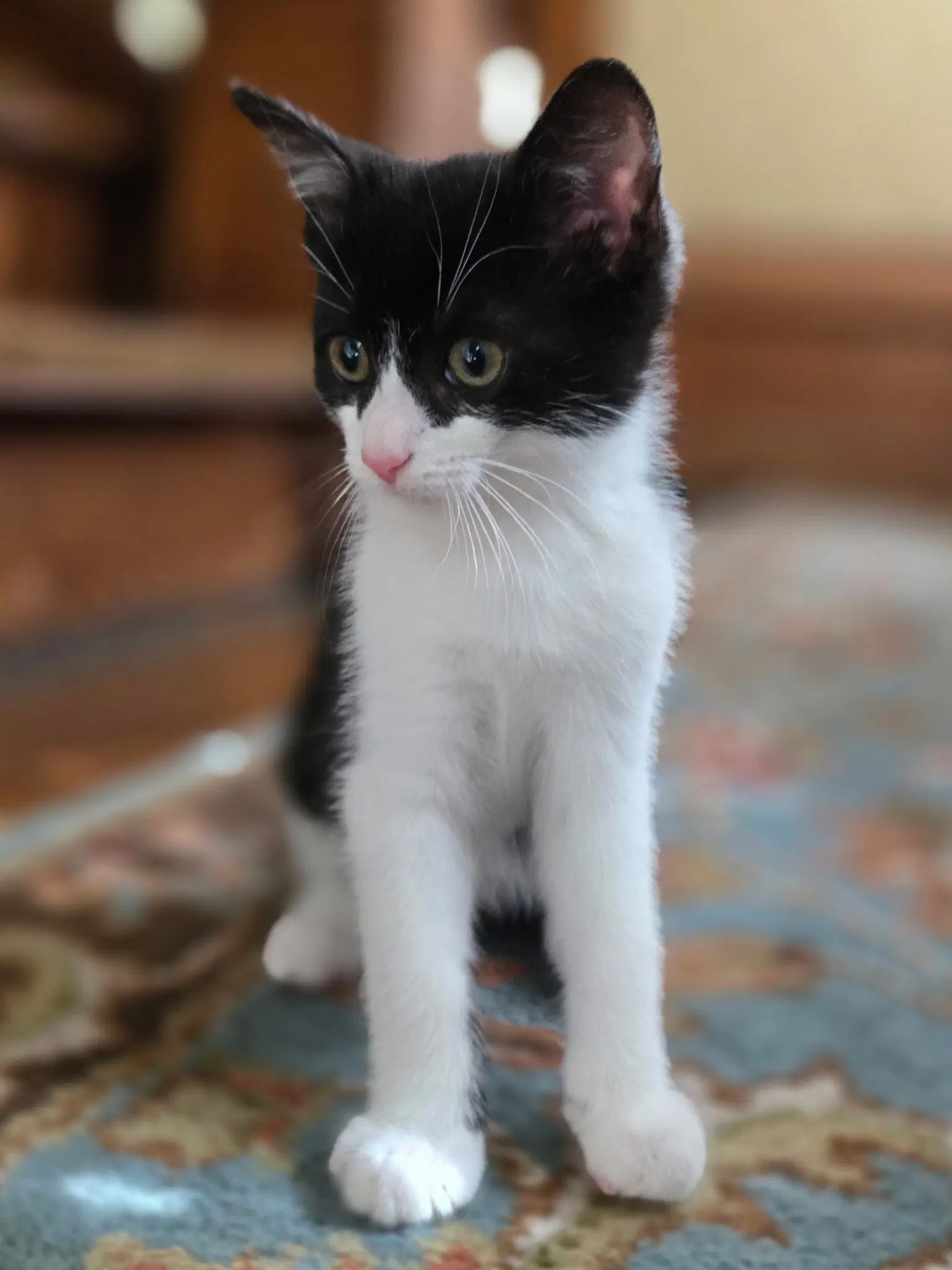 Aster - Domestic Short Hair
