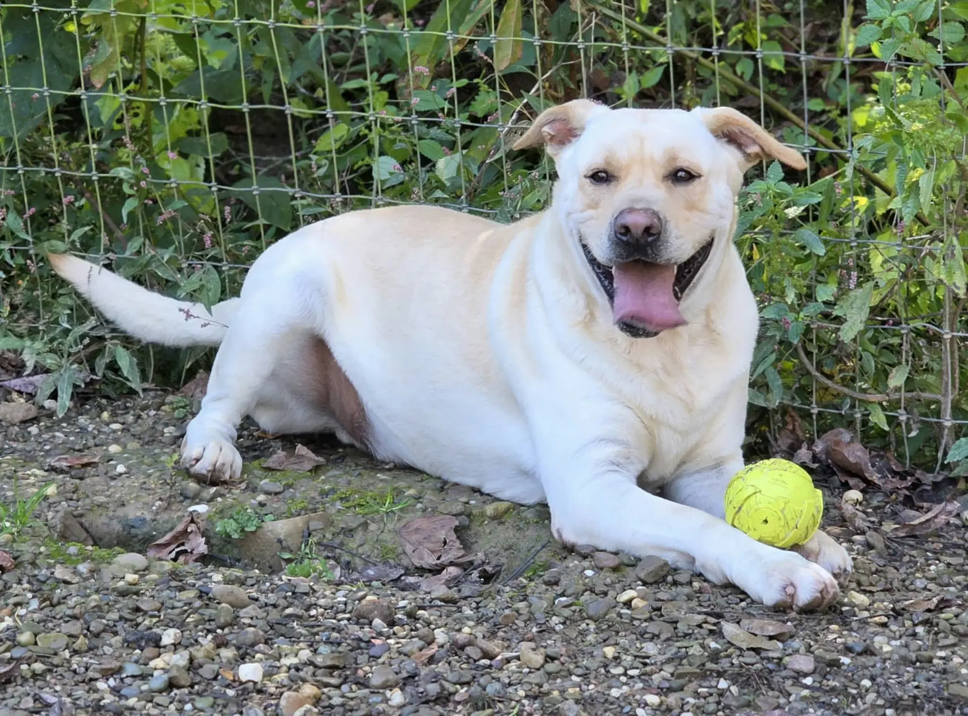 Oopah - Labrador Retriever