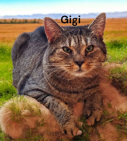 GiGi