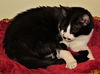 Smudge