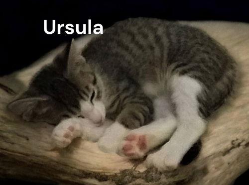 Ursula