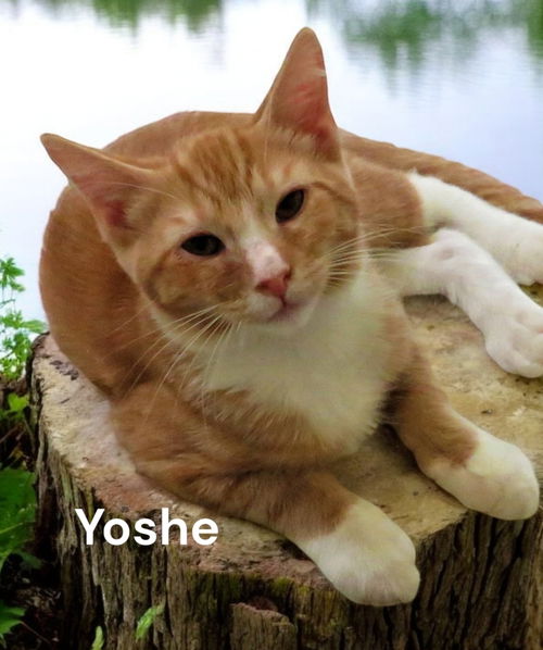 Yoshe