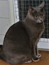 Gracie