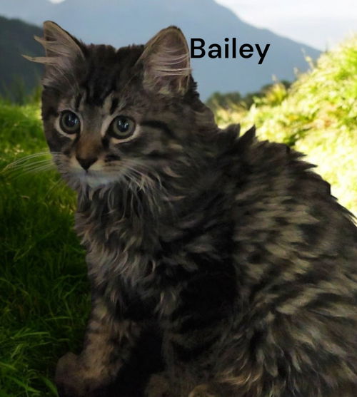 Bailey