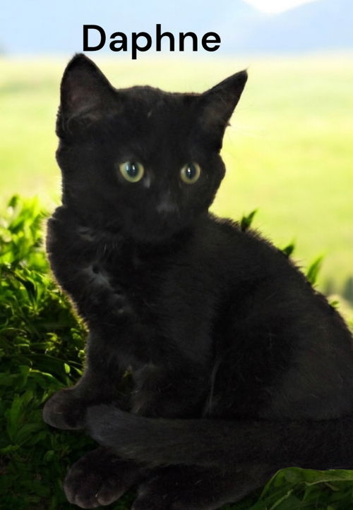Daphne