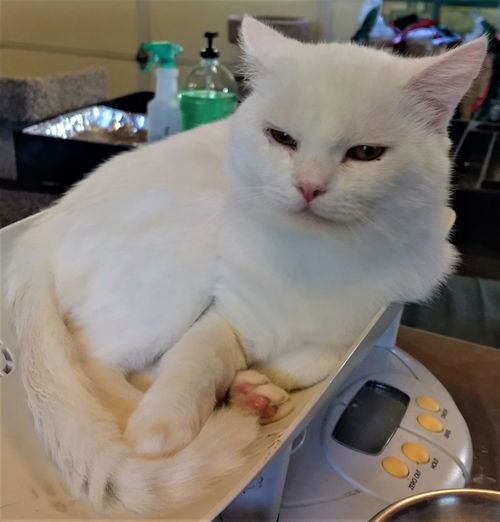 Simon
