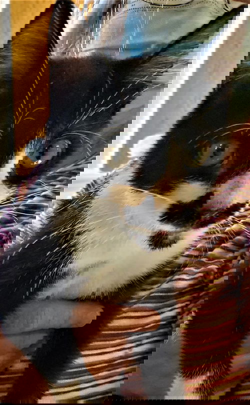 Teri