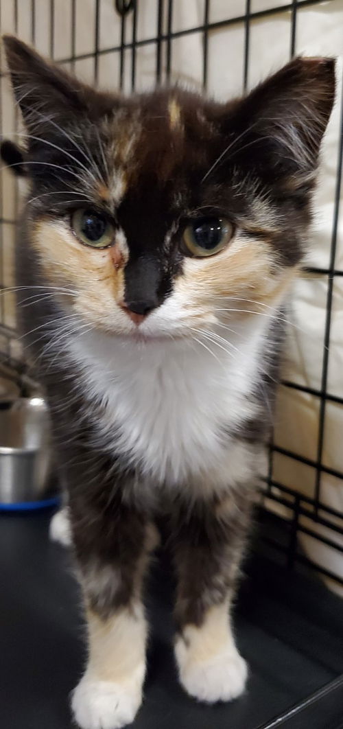 Evie