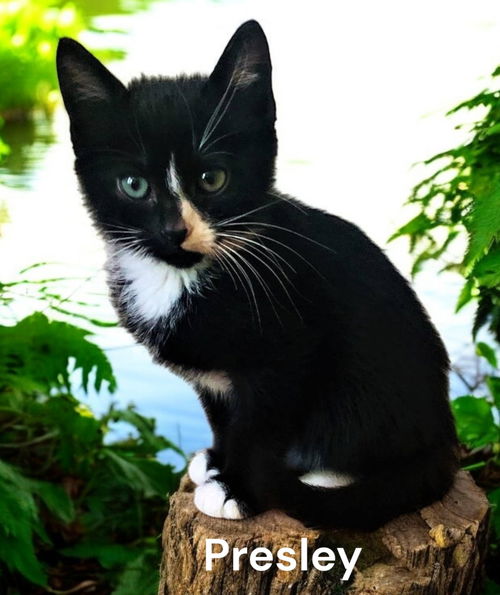 Presley