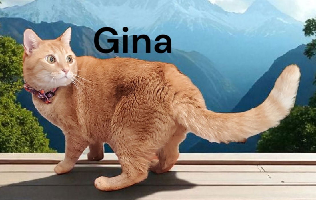 adoptable Cat in Newport News, VA named Gina