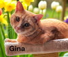 Gina