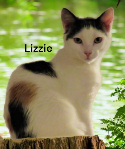 Lizzie