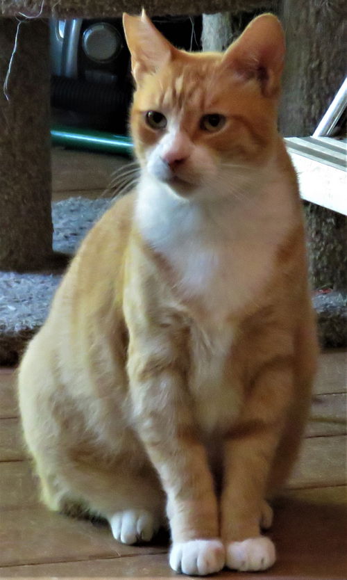 Tippy