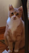 Tippy