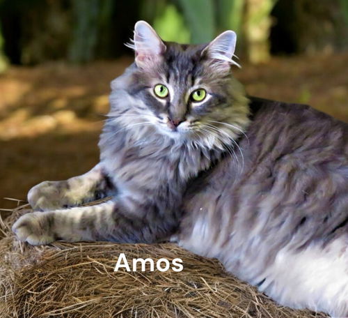 Amos