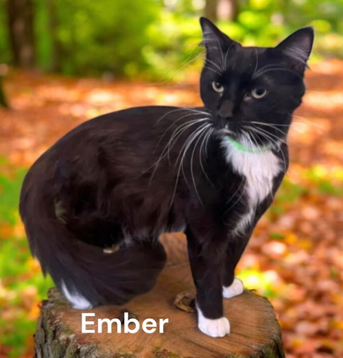 Ember