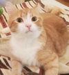 Butterscotch