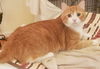 Butterscotch