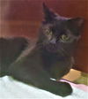 Sheba