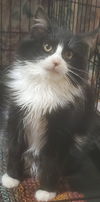 Houdini