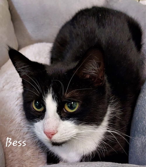 Bess