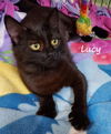 Lucy