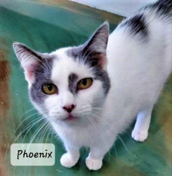 Phoenix