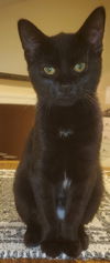 Sweetpea