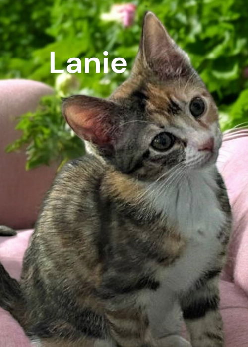 Lanie